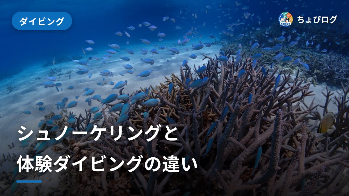 シュノーケリングと体験ダイビング、初めてのふたりはどっちから？のサムネイル